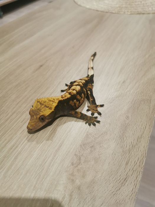 Gekon orzęsiony samiec