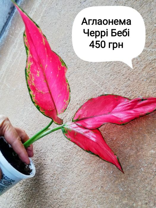 Аглаонеми Черрі Бебі  Елен та інші нші