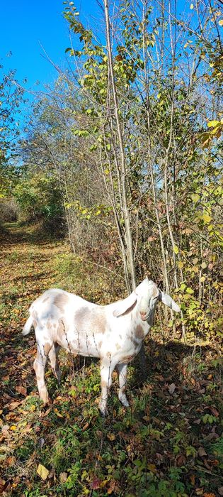 Для покриття кіз. Козлик Англо- нубієць 100%