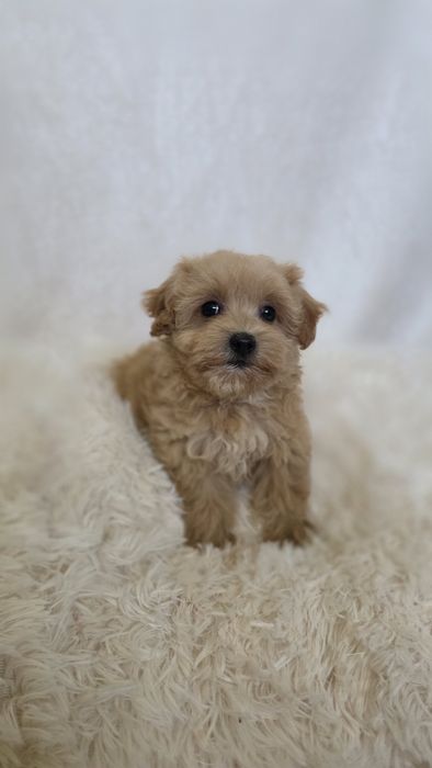 Maltipoo -wyjątkowa suczka. Mała domowa hodowla.