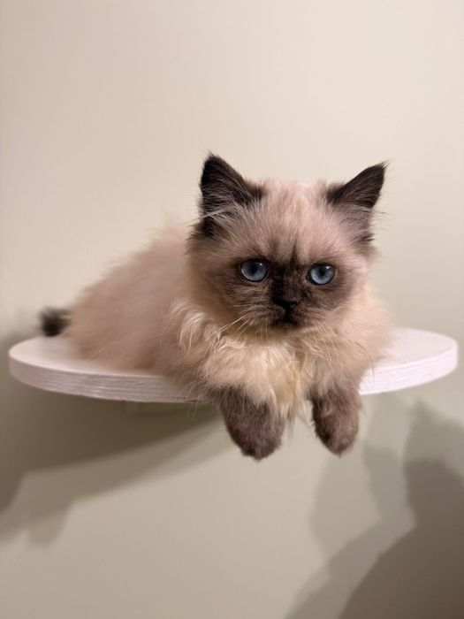 Kotka point czekoladowy dlugowlosa brytyjska