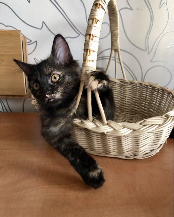 Пепсі шукає родину!