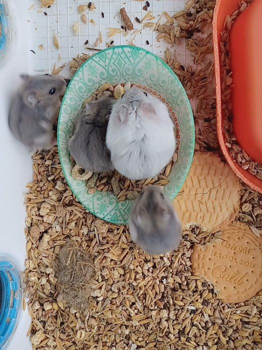 Хомячки Кременчуг