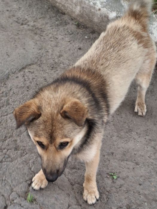 Молоденький хлопчик шукає домівку.