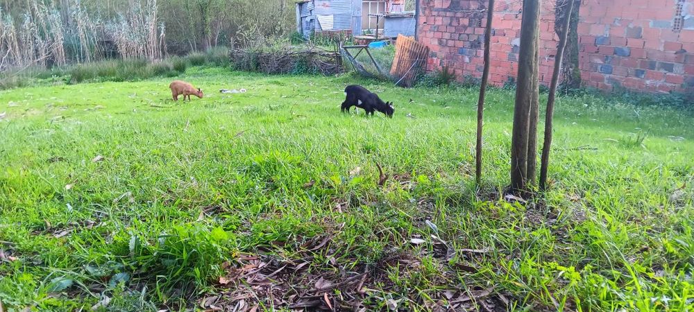 Vende-se Cabras anãs