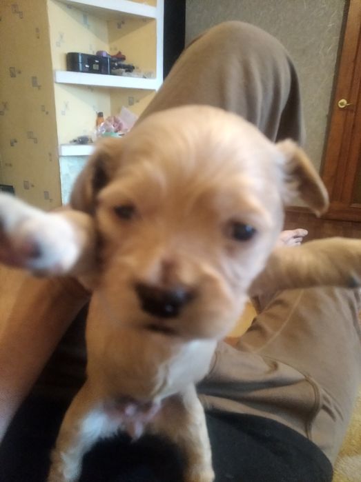 Продам щенков кокер спаніель американец 1,5 месяца девочки цена 5000