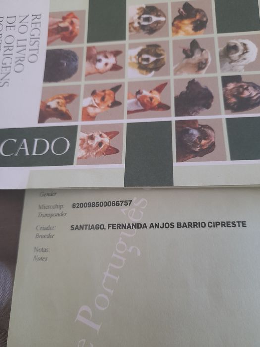 Chihuahua X X miniatura