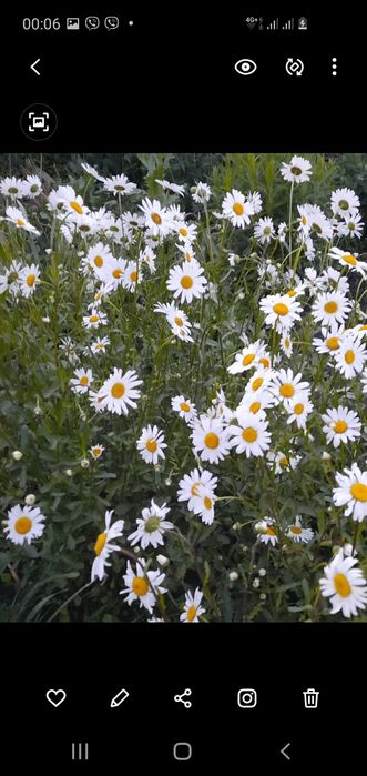 Іриси квіти  садові