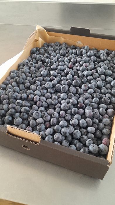 Plantas de Mirtilos de Produção Biológica