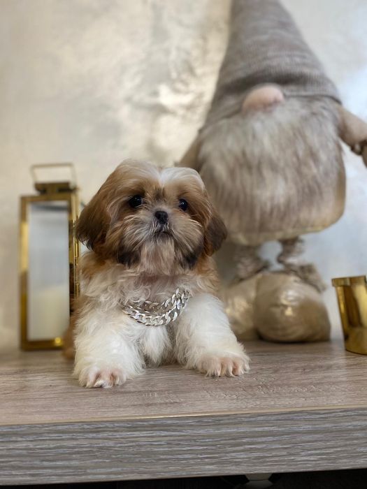 Shih Tzu prześliczny piesek z rodowodem