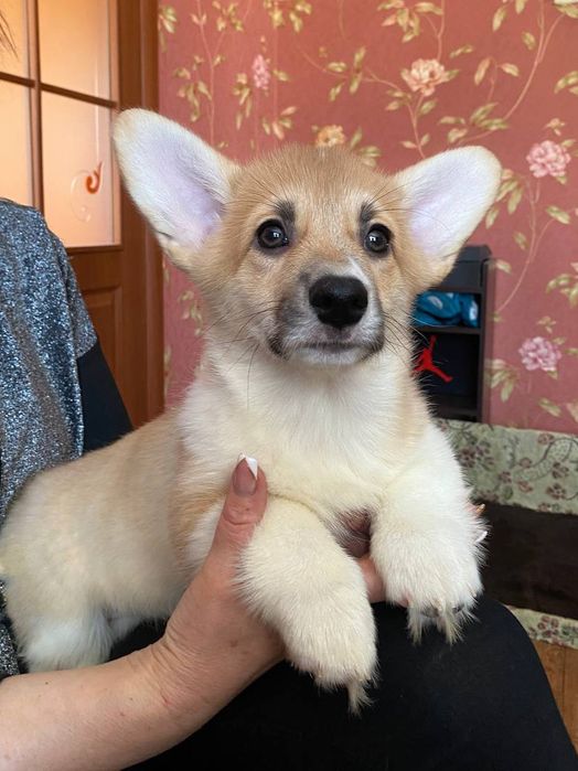 Дівчинка вельш коргі пемброк.