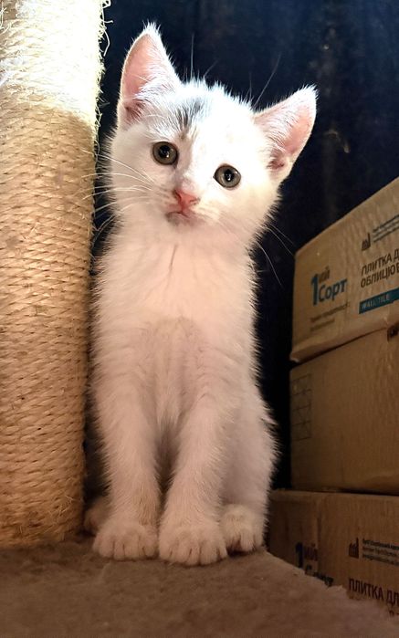 Кошенята шукають родину