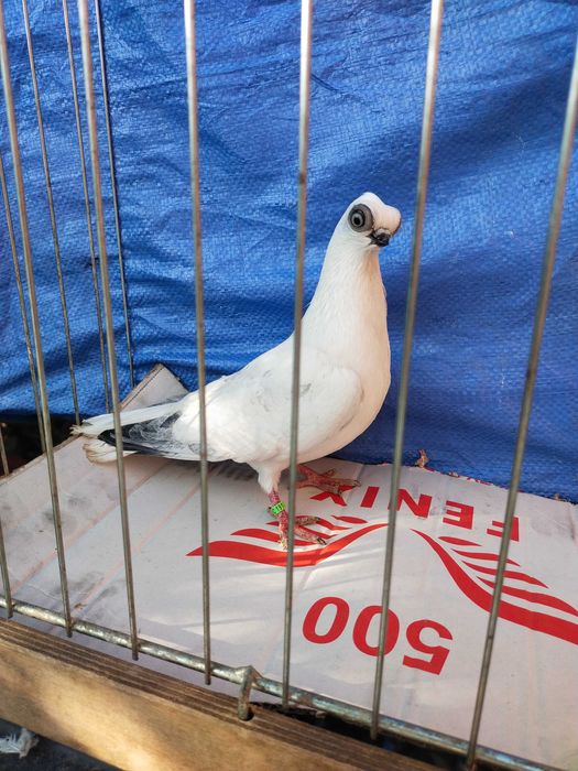 Szek Polski- winerek