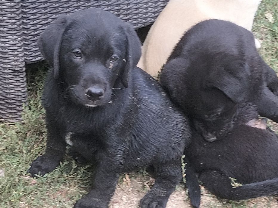 Cinco cachorrinhos pretos com porte media/grande para adopcao