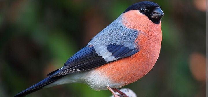 Canários entre outras aves