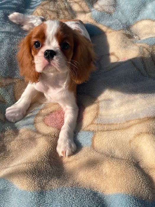 Cavalier King Charles Spaniel*Śliczny piesek