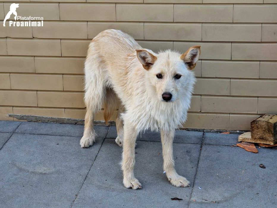 BARONESA - Cadelinha para Adoção!