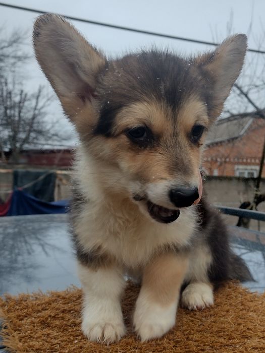 Дві дівчинки вельшкоргі пемброк