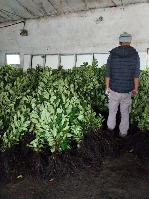 Laurowiśnia 70-110 cm Świnoujście i okolice do 100 km dowóz gratis