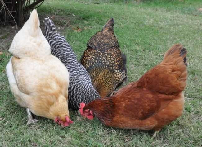 Інкубаційні яйця імпортні курей Несучок Домінант.Голубий