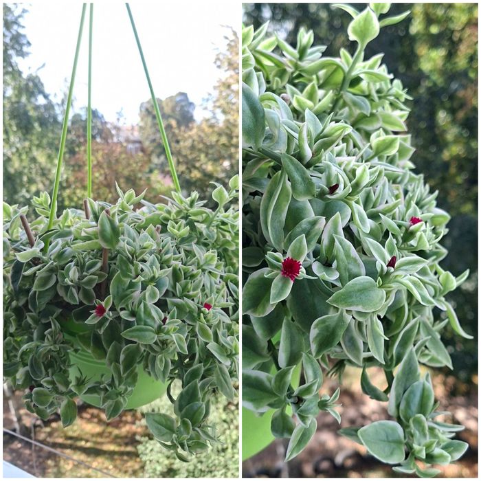Кімнатна рослина аптенія варіегатна Aptenia variegata ампельна квітка