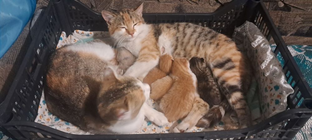 Віддам в гарні рученята котят