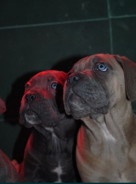 Cane Corso mocny pies