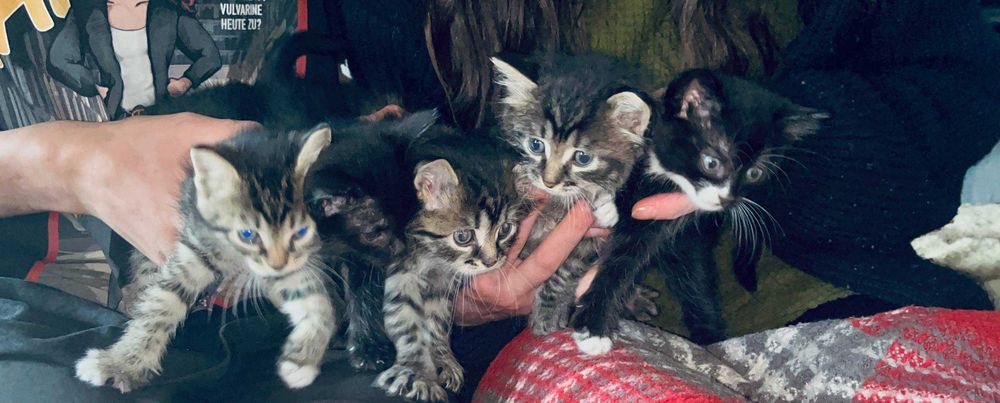 Віддам кошенят в добрі руки