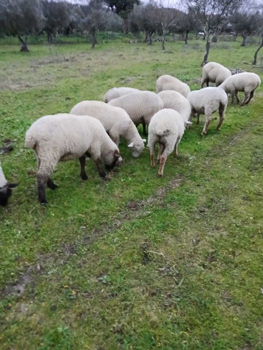 Vende-se ovelhas