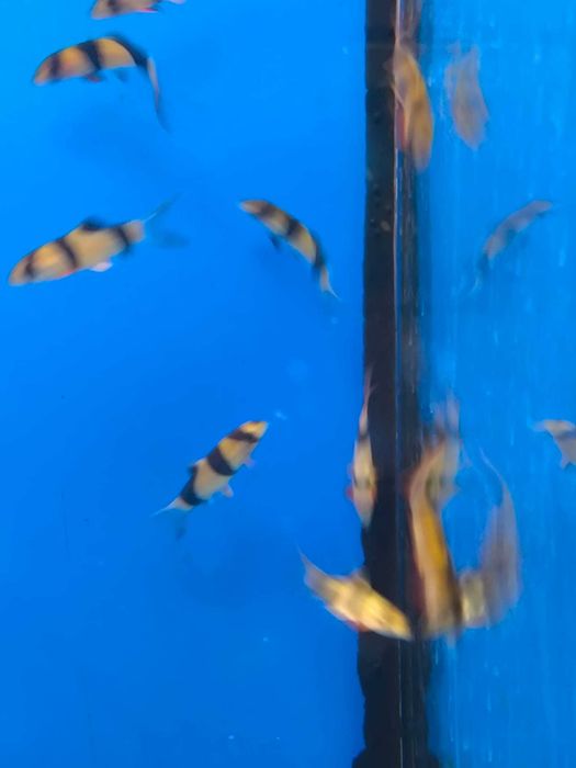 Botia palhaço \ Chromobotia macracanthus