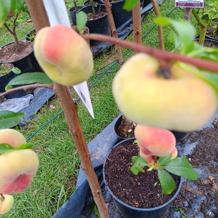 Árvores de frutos