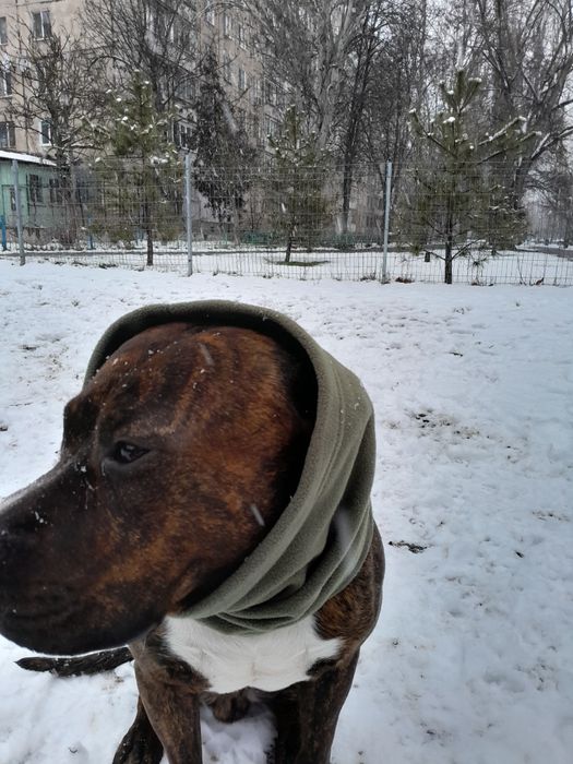 Чистокровный стаф