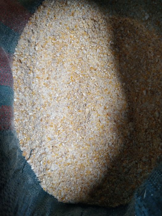 Kukurydza w całosci  gnieciona oraz śrutowana