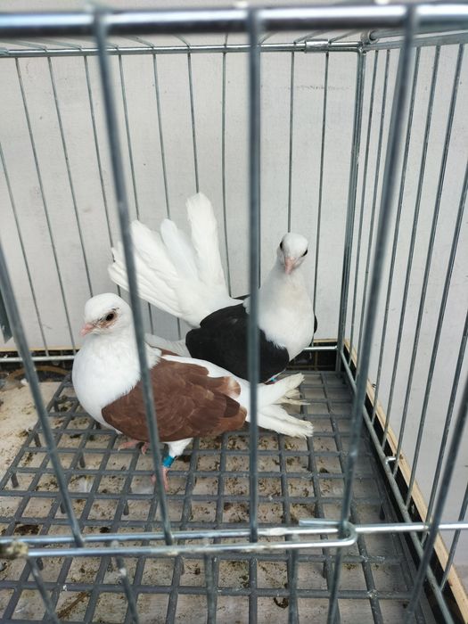 Gołebie ozdobne bociany wudyn cziliki