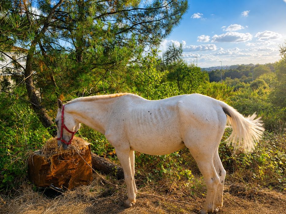 Vendo cavalo engatada e montado