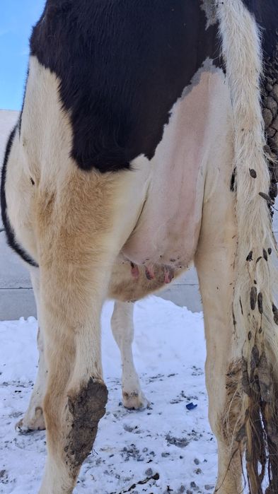 Продам теличку в лютому срок