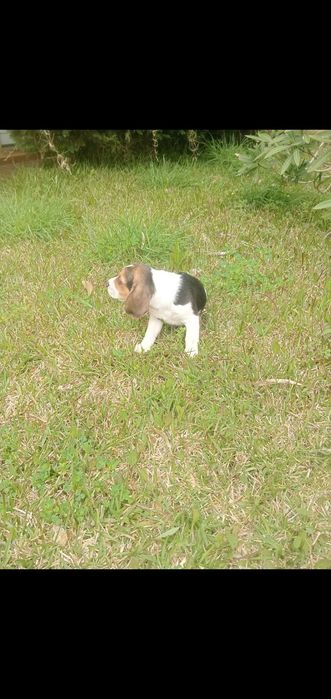 Venda de machinho beagle
