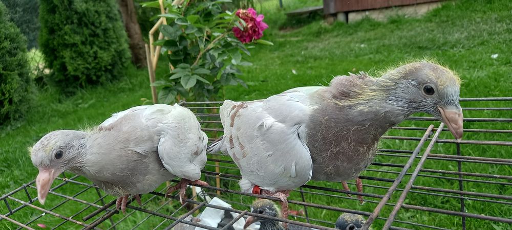 Gołębie pocztowe młode po najlepszych wdowcach