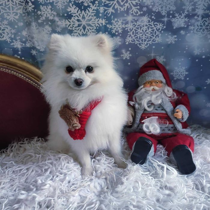 Szpic miniaturowy > młody samiec /paszport/szczepienia/kwarantanna .