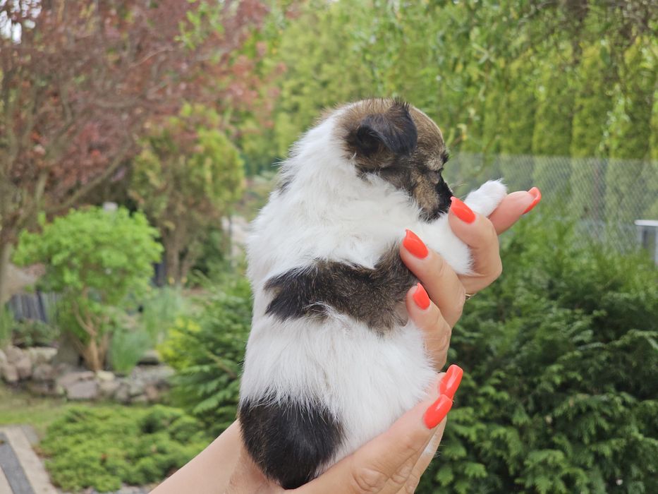 Chihuahua samiec  długowłosy chłopiec Lipton