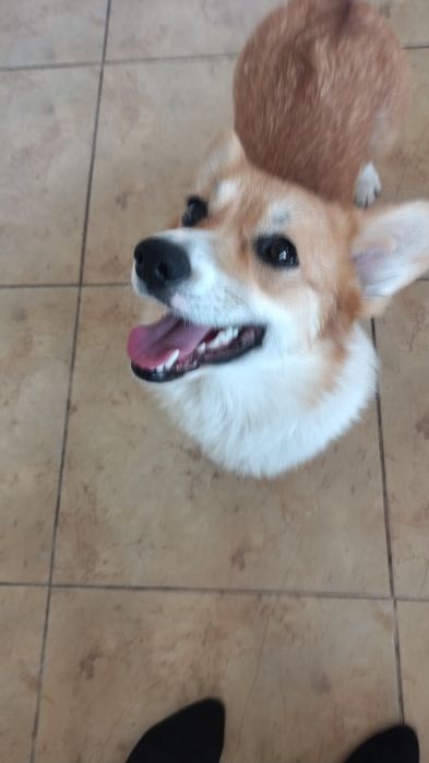 Welsh Corgi Pembroke FCI