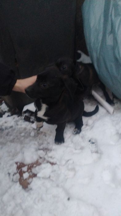 3 małe suczki szukają domu!