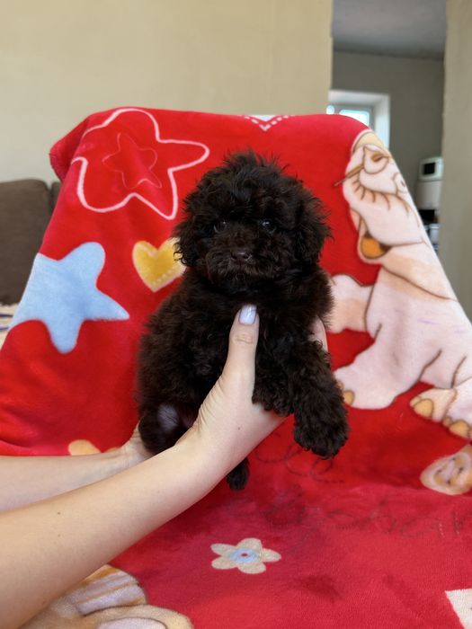 Той пудель девочка