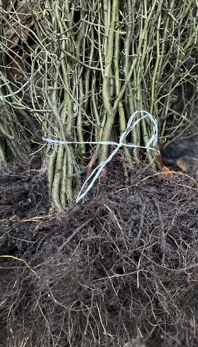 Sadzonki grabu 40-60 cm | Grab na żywopłot | Carpinus betulus
