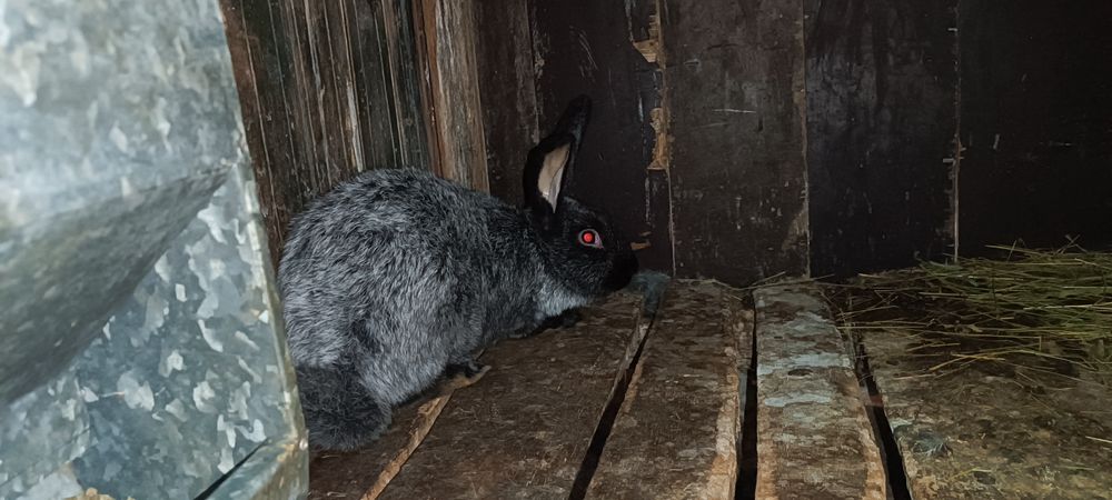 Продам двох кролів Полтавське срібло