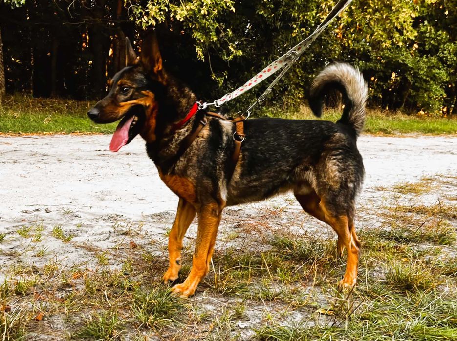 SZARIK, typ: Owczarek niem., 6 lat, 35kg