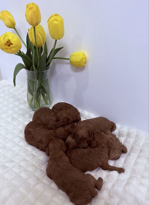 Елітні щенята той пудель Red Brown