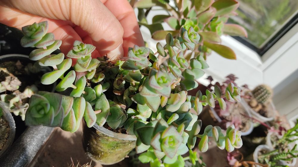 Красула рупестріс (наскальна) , Crassula rupestris сукулент