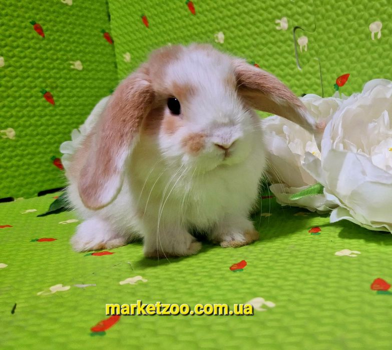 Мини міні mini lop вислоухий карликовый баранчик кролик кролики крольч