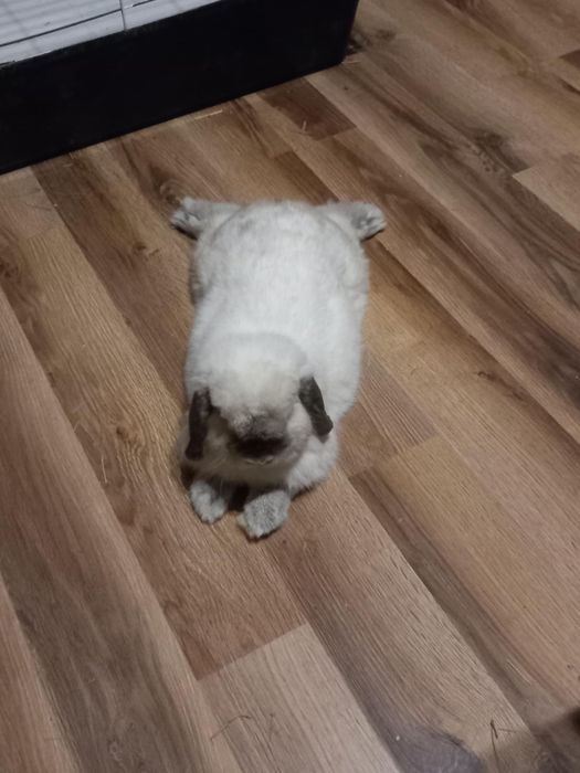 Samiec mini lop szuka domu